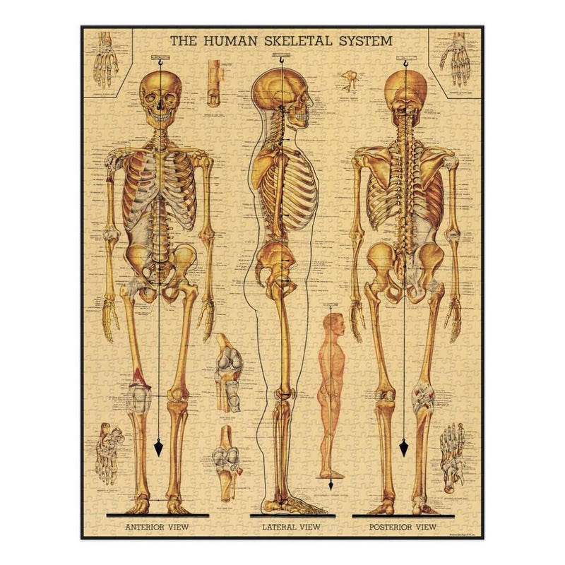 Skeletal System Vintage Puzzle 1000 Pieces